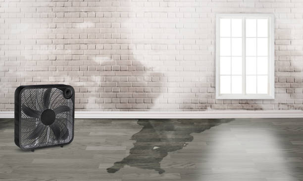 Best Ceiling water damage repair  in Calverton Park, MO
