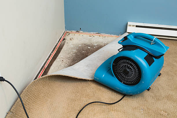 Best Professional water damage repair  in Calverton Park, MO